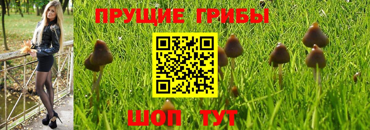 Псилоцибиновые грибы Cubensis Кореновск